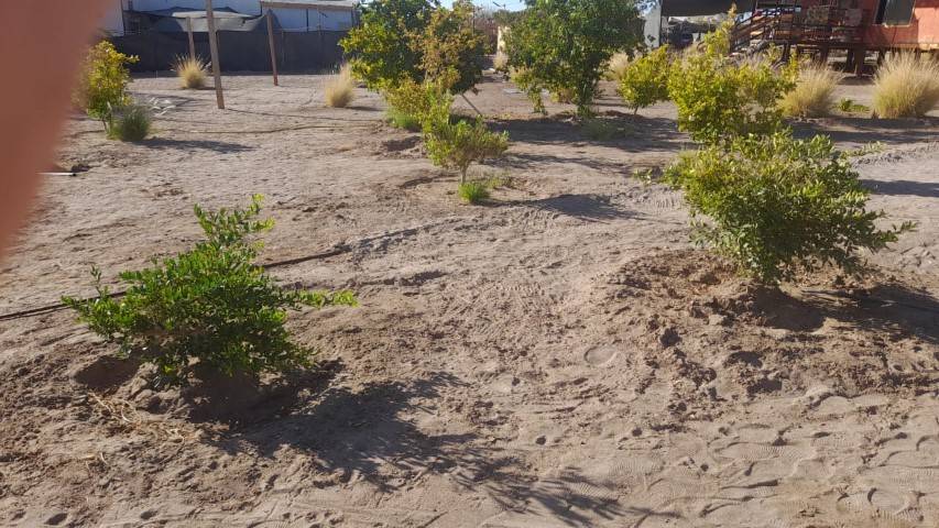 Plantas jóvenes con sistema de riego por goteo, parcela en Altos de Miraflores, Pica