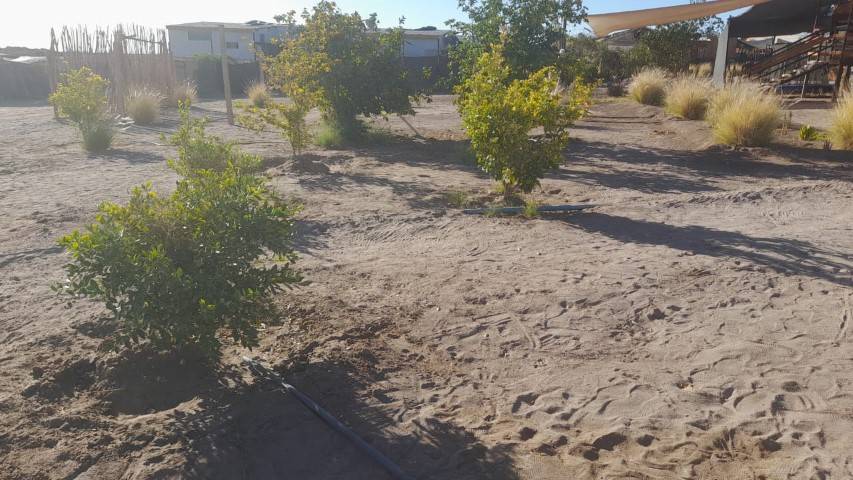 Árboles frutales plantados en el terreno, parcela en Altos de Miraflores, Pica