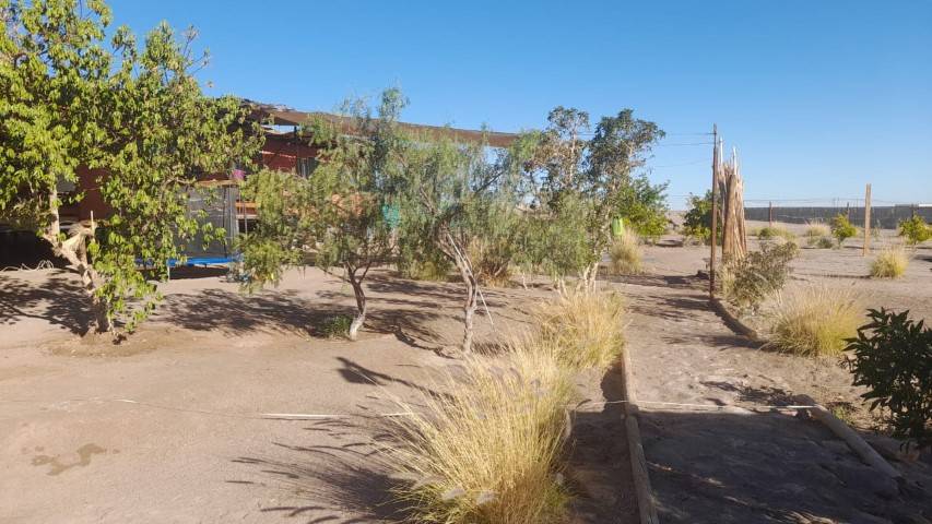 Terreno con árboles frutales y la casa al fondo, parcela en Altos de Miraflores, Pica