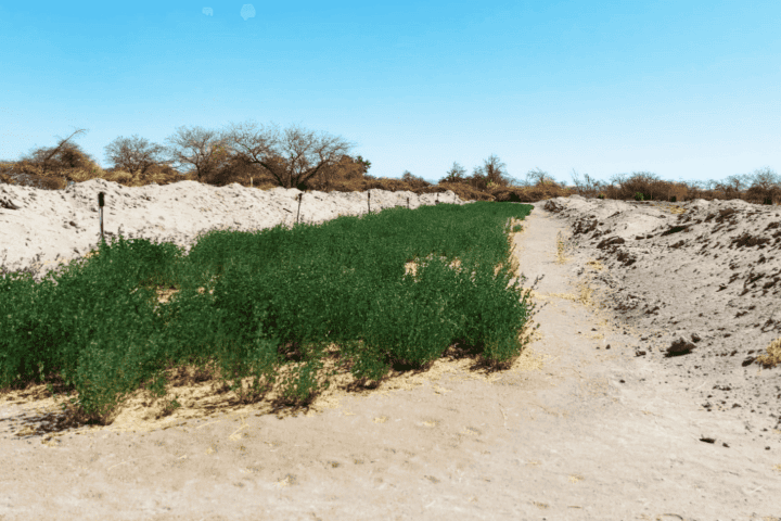 Cultivo de alfalfa en surcos verdes entre montículos de tierra, terreno productivo en La Huayca, Pozo Almonte