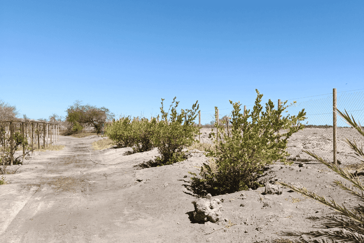 Camino interior junto a plantas jóvenes y cerco perimetral, terreno productivo en La Huayca, Pozo Almonte