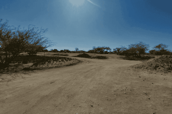 Camino interior de tierra rodeado de vegetación, terreno productivo en La Huayca, Pozo Almonte