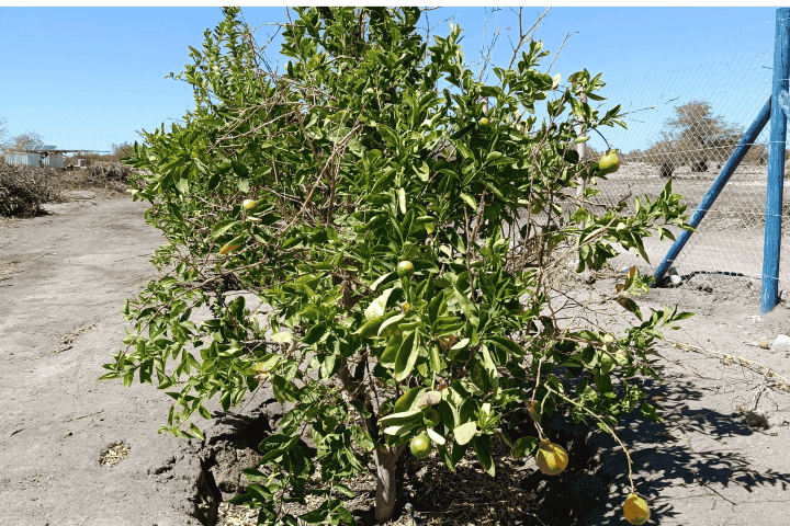Árbol frutal cargado de frutos, terreno productivo en La Huayca, Pozo Almonte