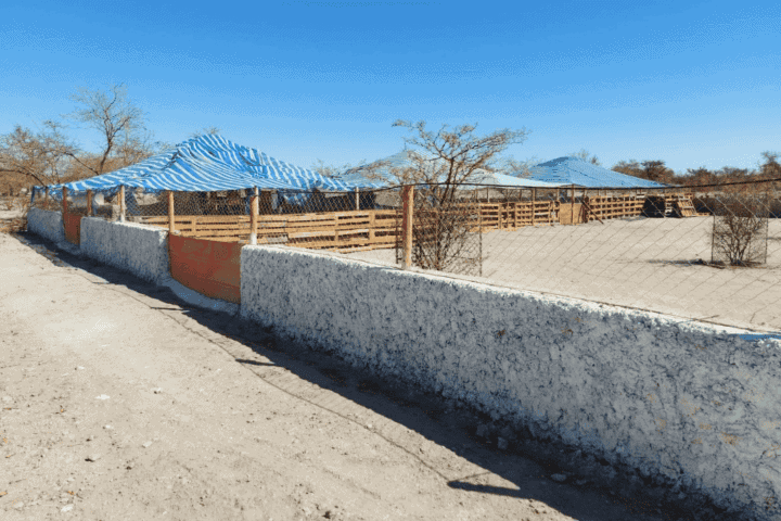 Corrales con techo de lona a rayas junto al muro perimetral, terreno productivo en La Huayca, Pozo Almonte