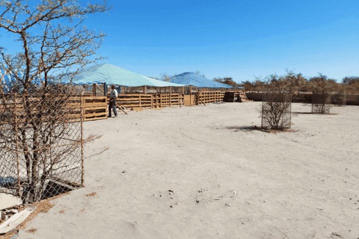 Interior de los corrales de madera con techo de lona, terreno productivo en La Huayca, Pozo Almonte