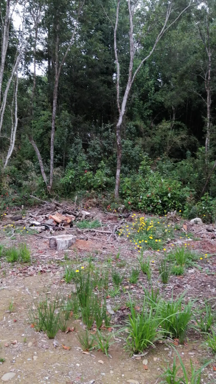 Bosque nativo dentro del terreno, Puerto Varas