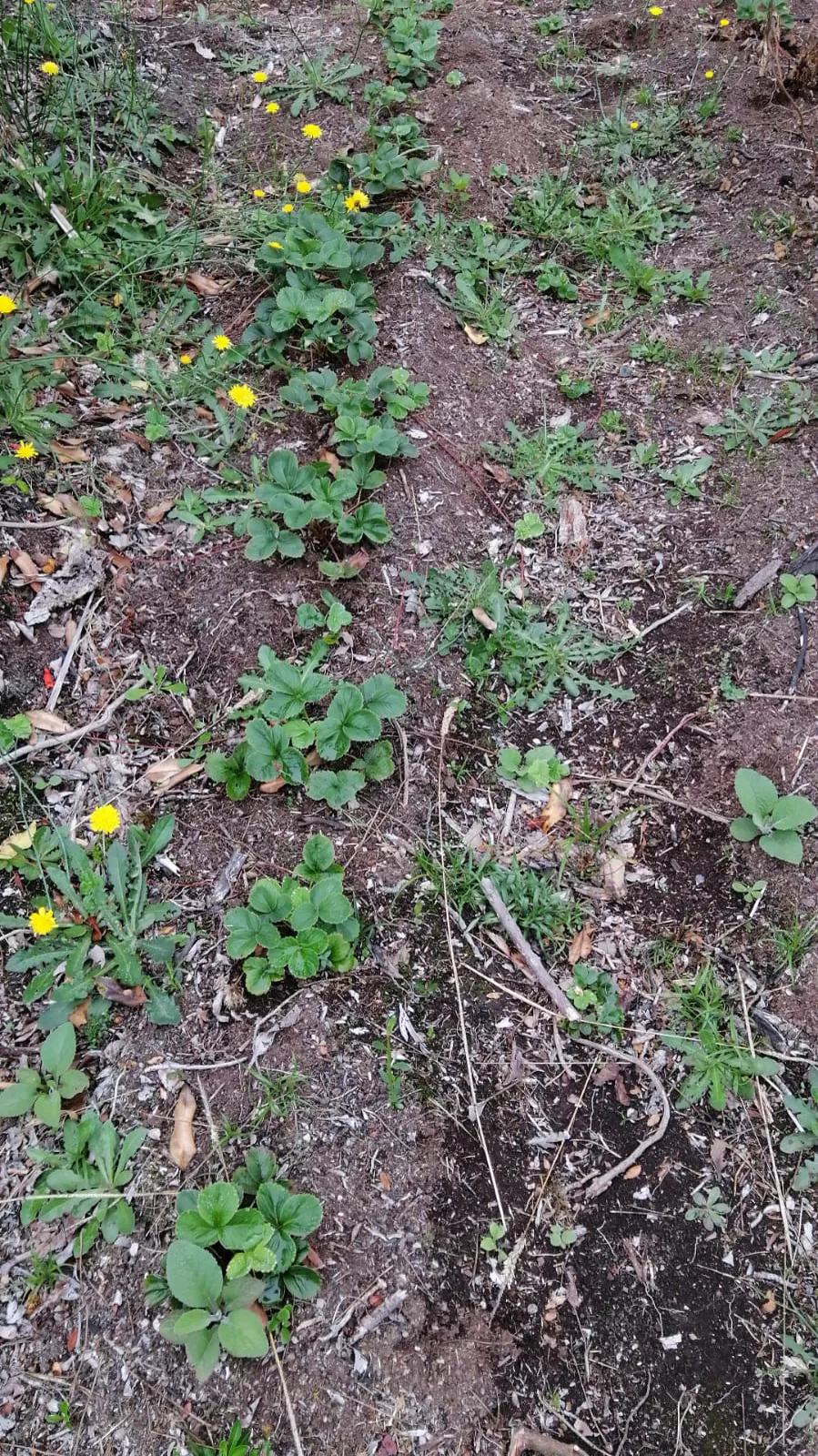 Huerta en desarrollo dentro del terreno, Puerto Varas
