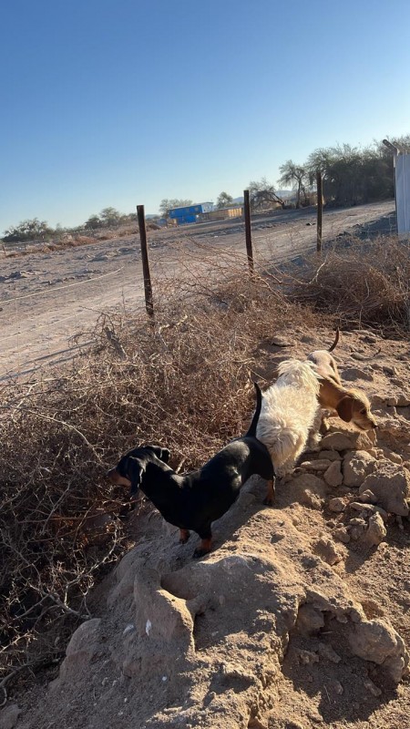 Parcelas de 5.000 m² con rol propio en Aguada de Canchones